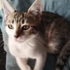 Ginette