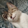 Ginette