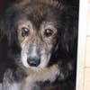 Yamka - sucht dringend ein Zuhause