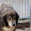 Yamka - sucht dringend ein Zuhause