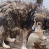 Yamka - sucht dringend ein Zuhause