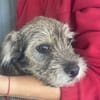 Max, kleiner Charmeur sucht Körbchen
