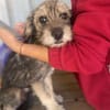 Max, kleiner Charmeur sucht Körbchen