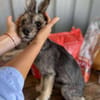 Max, kleiner Charmeur sucht Körbchen
