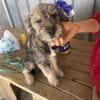 Max, kleiner Charmeur sucht Körbchen