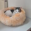 Fluffy sucht weiches Körbchen, gerne zus