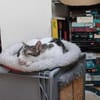 Fluffy sucht weiches Körbchen, gerne zus