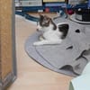 Fluffy sucht weiches Körbchen, gerne zus