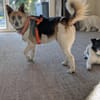 Osa  kluge Lady mit Herz und Köpfchen
