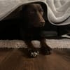 Die liebe Hazel sucht ein neues Zuhause