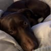 Die liebe Hazel sucht ein neues Zuhause
