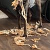 Die liebe Hazel sucht ein neues Zuhause