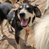 Kyro - wartet in der Eifel PLZ 54673