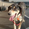 Kyro - wartet in der Eifel PLZ 54673
