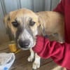 Micky, kleiner Draufgänger sucht