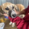 Micky, kleiner Draufgänger sucht