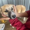 Micky, kleiner Draufgänger sucht