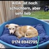 Aida sucht fröhliches Zuhause