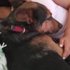 Tulma1 sucht ein Zuhause/Pflegestelle