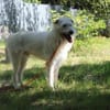 Yuki, schüchtern,als Zweithund