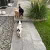 KALINE ❤ sucht ihr Für-immer-Zuhause
