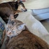 Süßer Quincy sucht nette Familie!