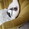liebes Hauskaterle Nett in 33829