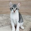 liebes Hauskaterle Nett in 33829
