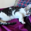 liebes Hauskaterle Nett in 33829