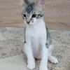 liebes Hauskaterle Nett in 33829