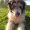 Struppi, liebenswerter Senior in 59394