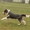 Struppi, liebenswerter Senior in 59394