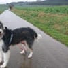 Struppi, liebenswerter Senior in 59394