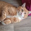 KENO - geb. ca. 2017 - FIV positiv
