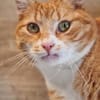 KENO - geb. ca. 2017 - FIV positiv