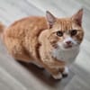 KENO - geb. ca. 2017 - FIV positiv