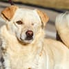 Eshtie, kleiner Pirat sucht seine Heimat