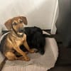Kayo -zur Pflege in 23701 Bockholt-