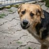 Casper sucht ein liebevolles Zuhause