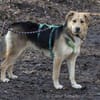 Casper sucht ein liebevolles Zuhause