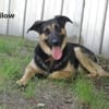 Milow, ruhig und wachsam