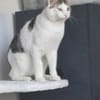 Lieber Paco sucht schönes Zuhause, gerne