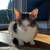 Lori sucht geduldiges Zuhausee