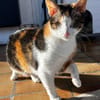 Lori sucht geduldiges Zuhausee