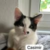 4 zahme geimpfte Kitten