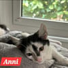 4 zahme geimpfte Kitten