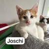 4 zahme geimpfte Kitten