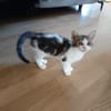 MILLA