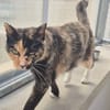 CATLICIOUS