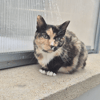 CATLICIOUS